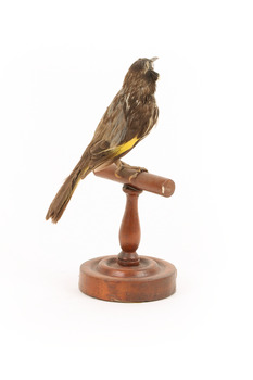 New Holland Honeyeater standing on wooden mount facing back 