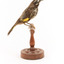 New Holland Honeyeater standing on wooden mount facing right