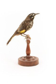 New Holland Honeyeater standing on wooden mount facing right