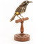 New Holland Honeyeater standing on wooden mount facing front 