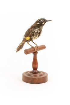 New Holland Honeyeater standing on wooden mount facing front 