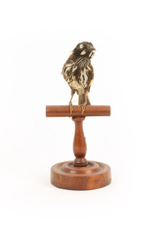 New Holland Honeyeater standing on wooden mount facing front