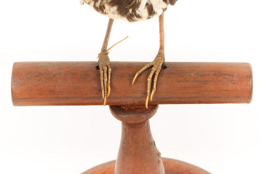 New Holland Honeyeater's feet on a wooden mount, close-up