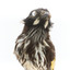 New Holland Honeyeater close-up front 