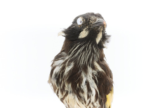 New Holland Honeyeater close-up front 