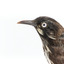 New Holland Honeyeater close-up facing left