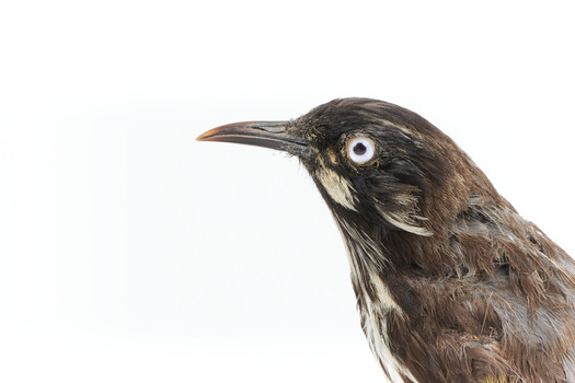 New Holland Honeyeater close-up facing left