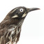 New Holland Honeyeater close-up facing right 