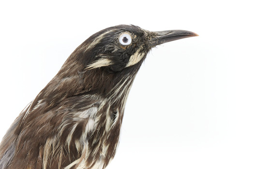 New Holland Honeyeater close-up facing right 