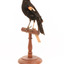 Red-winged Blackbird / Red-winged Starling standing on a wooden mount facing forward