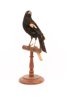 Red-winged Blackbird / Red-winged Starling standing on a wooden mount facing forward