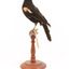 Red-winged Blackbird / Red-winged Starling standing on a wooden mount facing forward