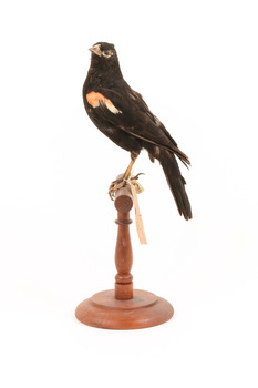 Red-winged Blackbird / Red-winged Starling standing on a wooden mount facing forward