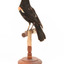 Red-winged Blackbird / Red-winged Starling standing on a wooden mount facing forward