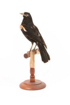 Red-winged Blackbird / Red-winged Starling standing on a wooden mount facing forward