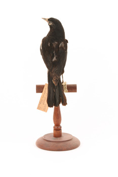 Red-winged Blackbird / Red-winged Starling standing on a wooden mount facing back 