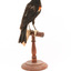 Red-winged Blackbird / Red-winged Starling standing on a wooden mount facing backwards