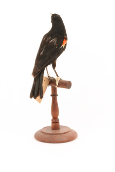 Red-winged Blackbird / Red-winged Starling standing on a wooden mount facing backwards
