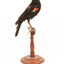 Red-winged Blackbird / Red-winged Starling standing on a wooden mount facing backwards