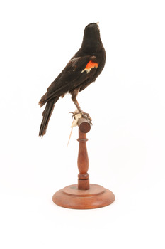 Red-winged Blackbird / Red-winged Starling standing on a wooden mount facing backwards