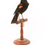 Red-winged Blackbird / Red-winged Starling standing on a wooden mount facing front 