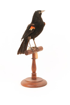 Red-winged Blackbird / Red-winged Starling standing on a wooden mount facing front 