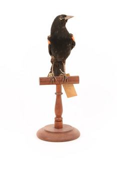 Red-winged Blackbird / Red-winged Starling standing on a wooden mount facing forward 