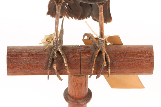 Red-winged Blackbird / Red-winged Starling standing on a wooden mount standing on a wooden mount facing forward 