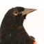 Red-winged Blackbird / Red-winged Starling standing on a wooden mount facing forward 