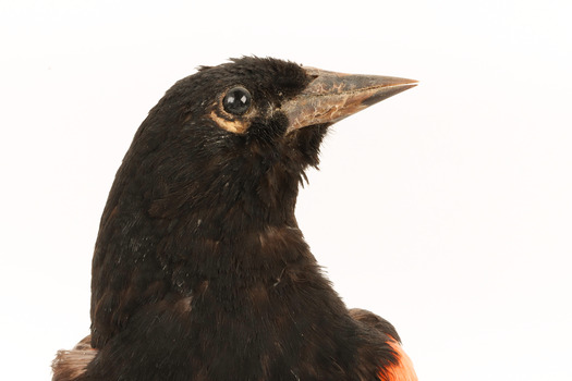 Red-winged Blackbird / Red-winged Starling standing on a wooden mount facing forward 