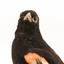 Red-winged Blackbird / Red-winged Starling standing on a wooden mount facing forward 