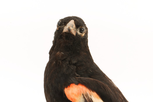 Red-winged Blackbird / Red-winged Starling standing on a wooden mount facing forward 