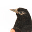 Red-winged Blackbird / Red-winged Starling standing on a wooden mount facing left