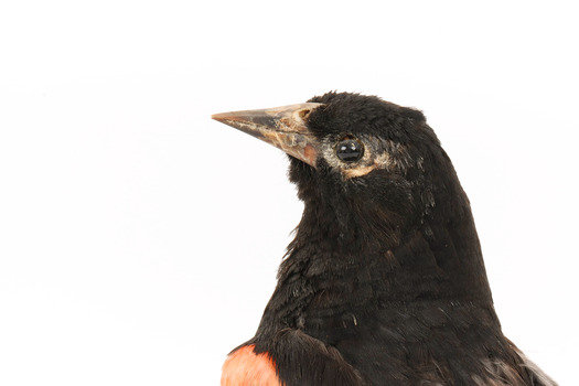 Red-winged Blackbird / Red-winged Starling standing on a wooden mount facing left