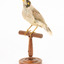 Noisy Miner / Garrulous Honeyeater standing on wooden perch facing forward