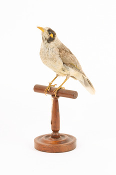 Noisy Miner / Garrulous Honeyeater standing on wooden perch facing forward