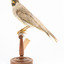 Noisy Miner / Garrulous Honeyeater standing on wooden perch facing left