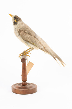 Noisy Miner / Garrulous Honeyeater standing on wooden perch facing left