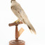 Noisy Miner / Garrulous Honeyeater standing on wooden perch facing back 