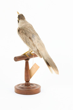 Noisy Miner / Garrulous Honeyeater standing on wooden perch facing back 