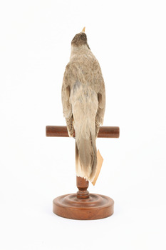 Noisy Miner / Garrulous Honeyeater standing on wooden perch facing back