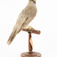 Noisy Miner / Garrulous Honeyeater standing on wooden perch facing back right 