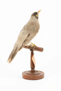 Noisy Miner / Garrulous Honeyeater standing on wooden perch facing back right 