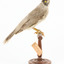Noisy Miner / Garrulous Honeyeater standing on wooden perch facing right 