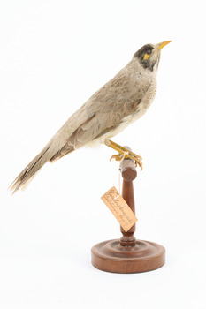 Noisy Miner / Garrulous Honeyeater standing on wooden perch facing right 