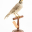 Noisy Miner / Garrulous Honeyeater standing on wooden perch facing forward