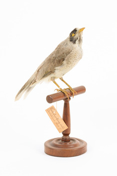 Noisy Miner / Garrulous Honeyeater standing on wooden perch facing forward