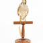 Noisy Miner / Garrulous Honeyeater standing on wooden perch facing forward