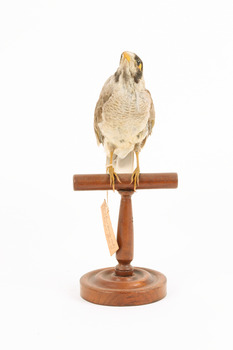 Noisy Miner / Garrulous Honeyeater standing on wooden perch facing forward