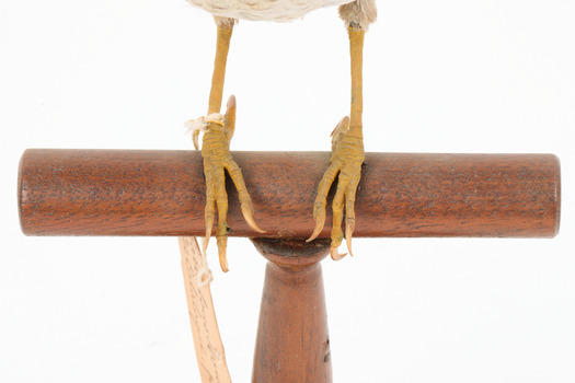 Noisy Miner / Garrulous Honeyeater standing on wooden perch facing forward, feet close-up